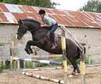 Levi 2003 16hh black gelding (FOR SALE) great event / riding club prospect