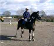 Maisey 2002 15.2  skewbald mare (sold)